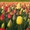 track avatar