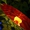 track avatar
