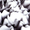 track avatar